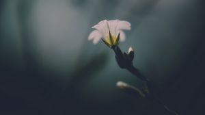 Preview wallpaper flower, white, green, macro, aesthetics