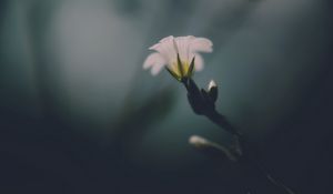 Preview wallpaper flower, white, green, macro, aesthetics