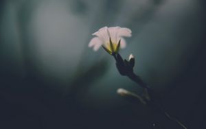 Preview wallpaper flower, white, green, macro, aesthetics