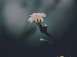 Preview wallpaper flower, white, green, macro, aesthetics