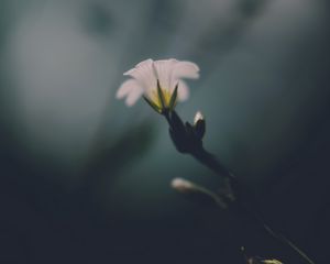 Preview wallpaper flower, white, green, macro, aesthetics