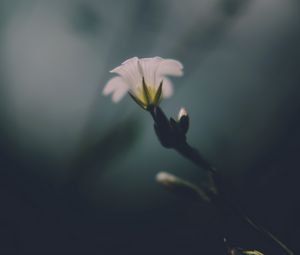 Preview wallpaper flower, white, green, macro, aesthetics