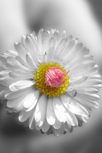 Preview wallpaper flower, white, hands, small