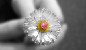 Preview wallpaper flower, white, hands, small