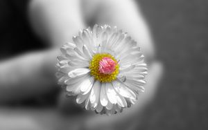 Preview wallpaper flower, white, hands, small