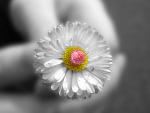 Preview wallpaper flower, white, hands, small