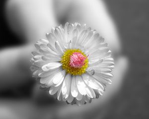 Preview wallpaper flower, white, hands, small