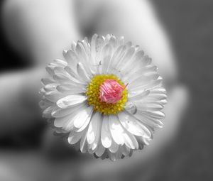 Preview wallpaper flower, white, hands, small