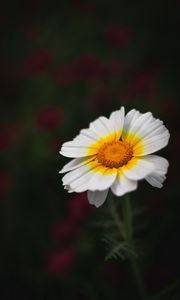 Preview wallpaper flower, white, macro, blur, bloom, petals