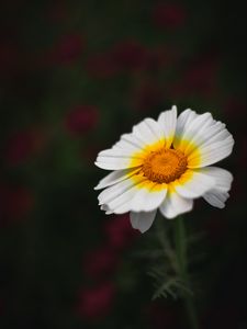 Preview wallpaper flower, white, macro, blur, bloom, petals