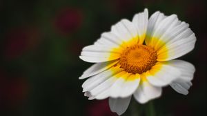 Preview wallpaper flower, white, macro, blur, bloom, petals