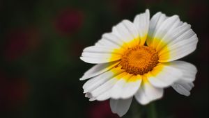 Preview wallpaper flower, white, macro, blur, bloom, petals