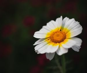 Preview wallpaper flower, white, macro, blur, bloom, petals