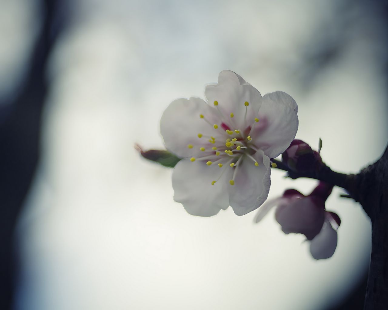 1280x1024 Wallpaper flower, white, macro, blur