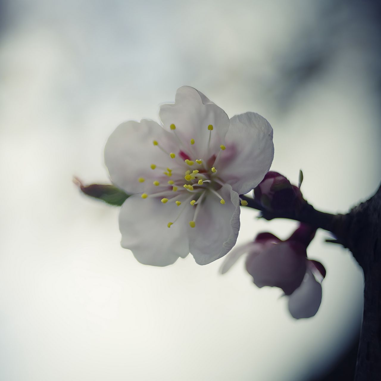1280x1280 Wallpaper flower, white, macro, blur