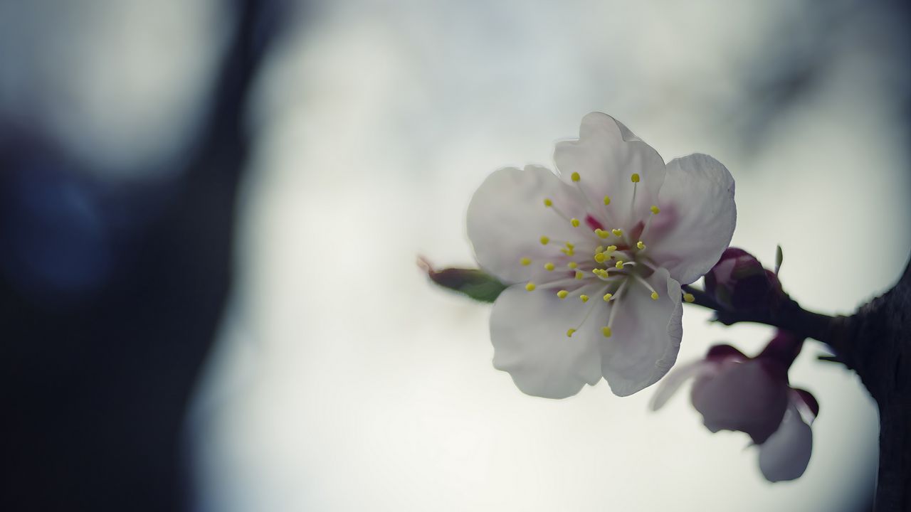 Wallpaper flower, white, macro, blur