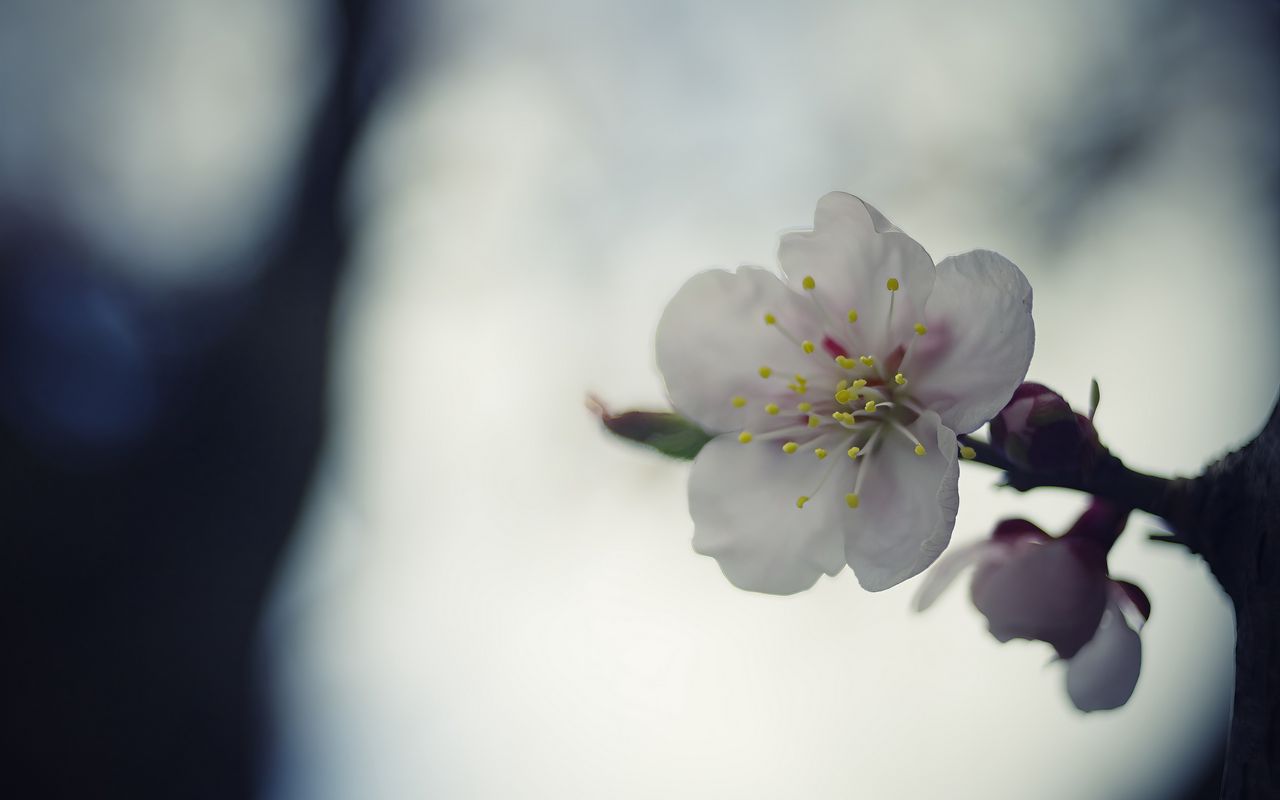 1280x800 Wallpaper flower, white, macro, blur