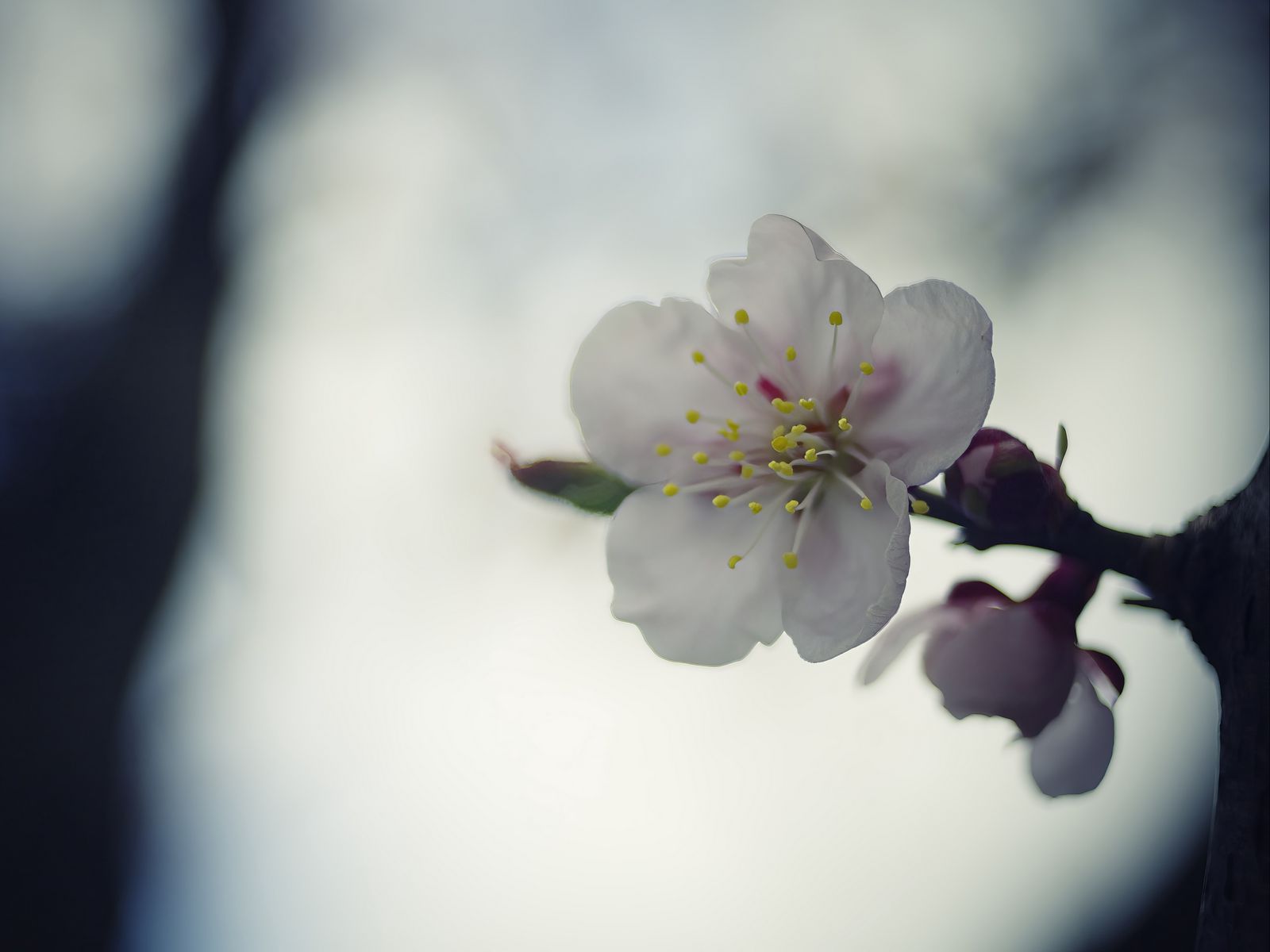 1600x1200 Wallpaper flower, white, macro, blur