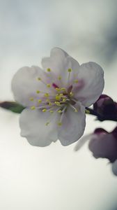 Preview wallpaper flower, white, macro, blur