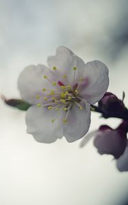 Preview wallpaper flower, white, macro, blur
