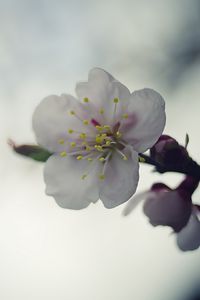 Preview wallpaper flower, white, macro, blur