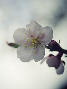 Preview wallpaper flower, white, macro, blur