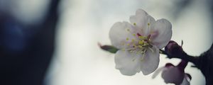 Preview wallpaper flower, white, macro, blur