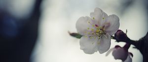 Preview wallpaper flower, white, macro, blur