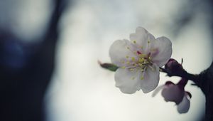 Preview wallpaper flower, white, macro, blur