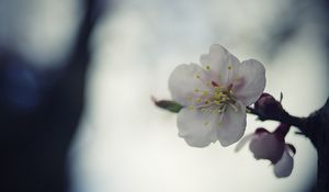 Preview wallpaper flower, white, macro, blur