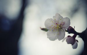 Preview wallpaper flower, white, macro, blur