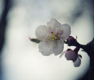 Preview wallpaper flower, white, macro, blur