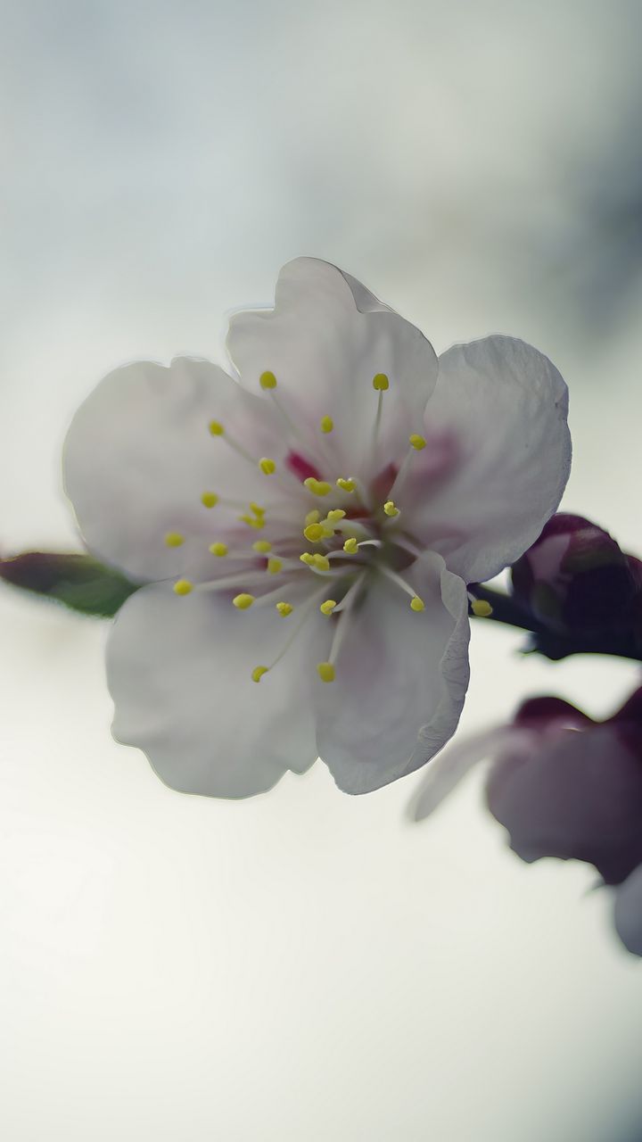 720x1280 Wallpaper flower, white, macro, blur