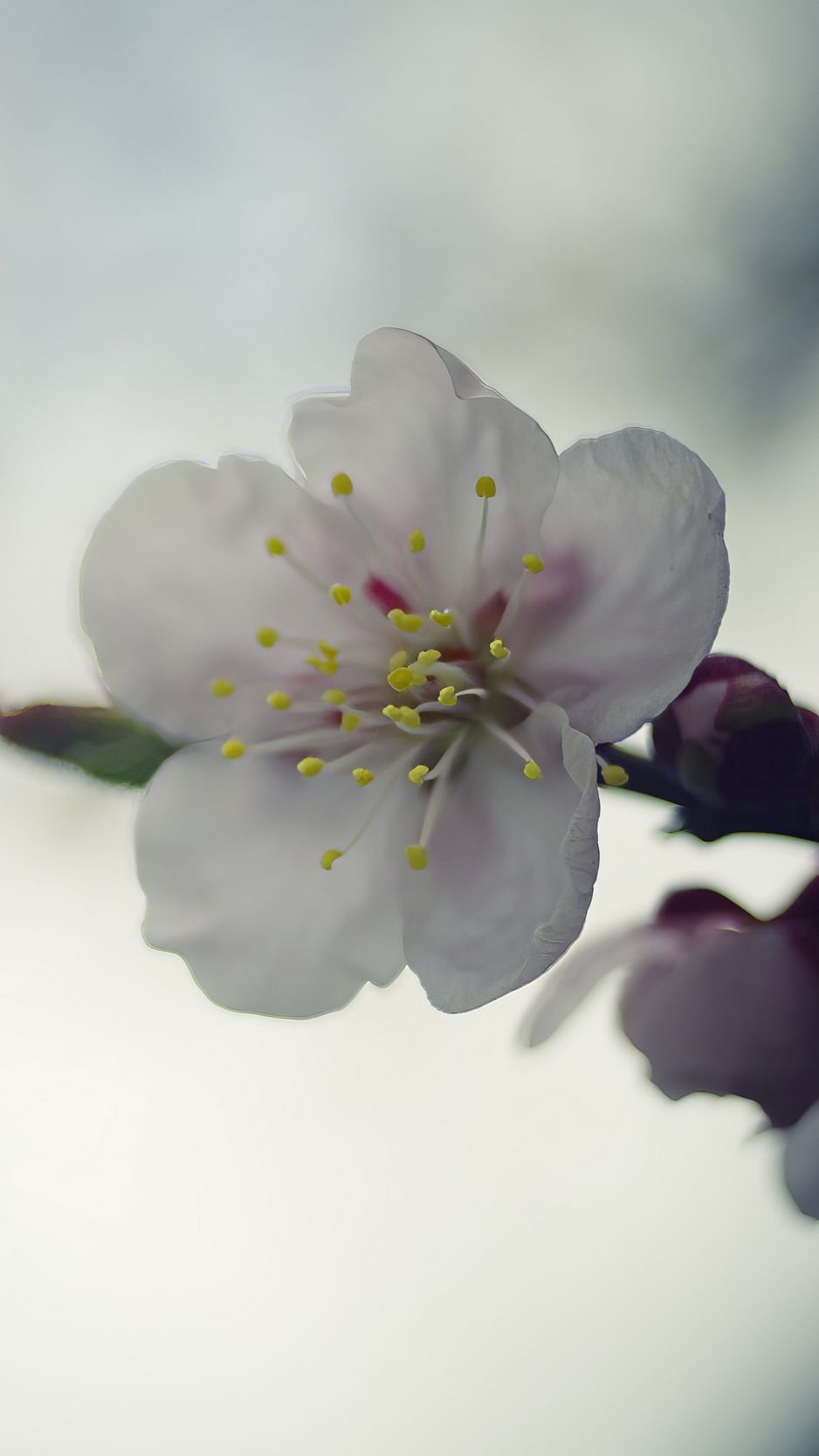 938x1668 Wallpaper flower, white, macro, blur