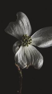 Preview wallpaper flower, white, macro, closeup, bloom