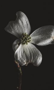 Preview wallpaper flower, white, macro, closeup, bloom