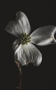 Preview wallpaper flower, white, macro, closeup, bloom