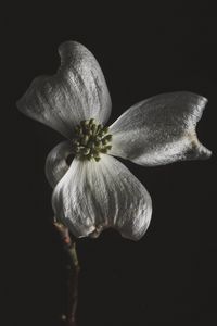 Preview wallpaper flower, white, macro, closeup, bloom