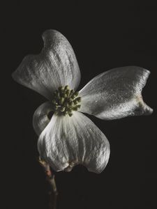 Preview wallpaper flower, white, macro, closeup, bloom