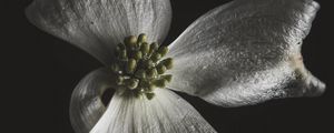 Preview wallpaper flower, white, macro, closeup, bloom