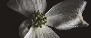 Preview wallpaper flower, white, macro, closeup, bloom
