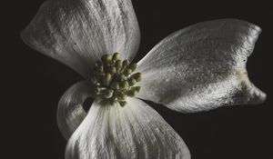 Preview wallpaper flower, white, macro, closeup, bloom