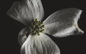 Preview wallpaper flower, white, macro, closeup, bloom