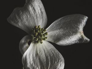Preview wallpaper flower, white, macro, closeup, bloom