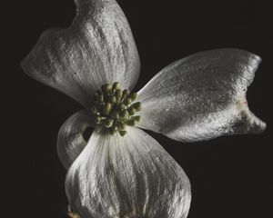 Preview wallpaper flower, white, macro, closeup, bloom