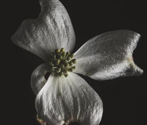 Preview wallpaper flower, white, macro, closeup, bloom