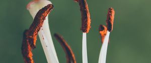 Preview wallpaper flower, white, macro, pollen, bloom