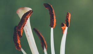 Preview wallpaper flower, white, macro, pollen, bloom