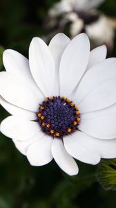 Preview wallpaper flower, white, macro, flowering, plant