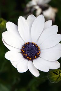 Preview wallpaper flower, white, macro, flowering, plant